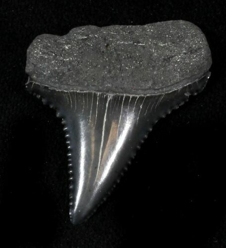 Serrated Fossil Great White Shark Tooth - #29335